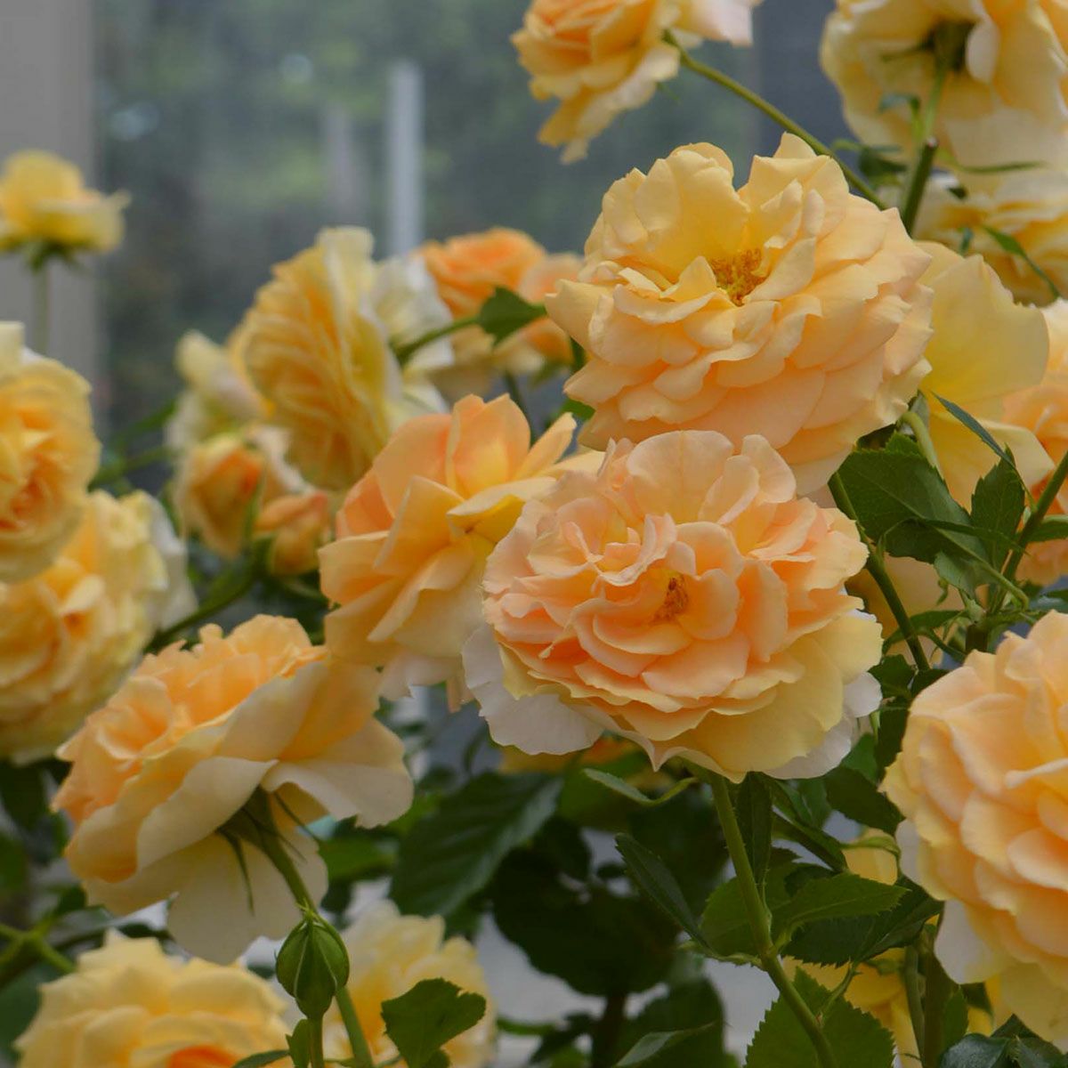 バラ苗 【シナモンチャイ】 (大苗) つるバラ 返り咲き 中大輪 白系