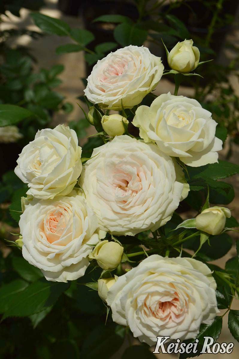 バラ苗クラリス