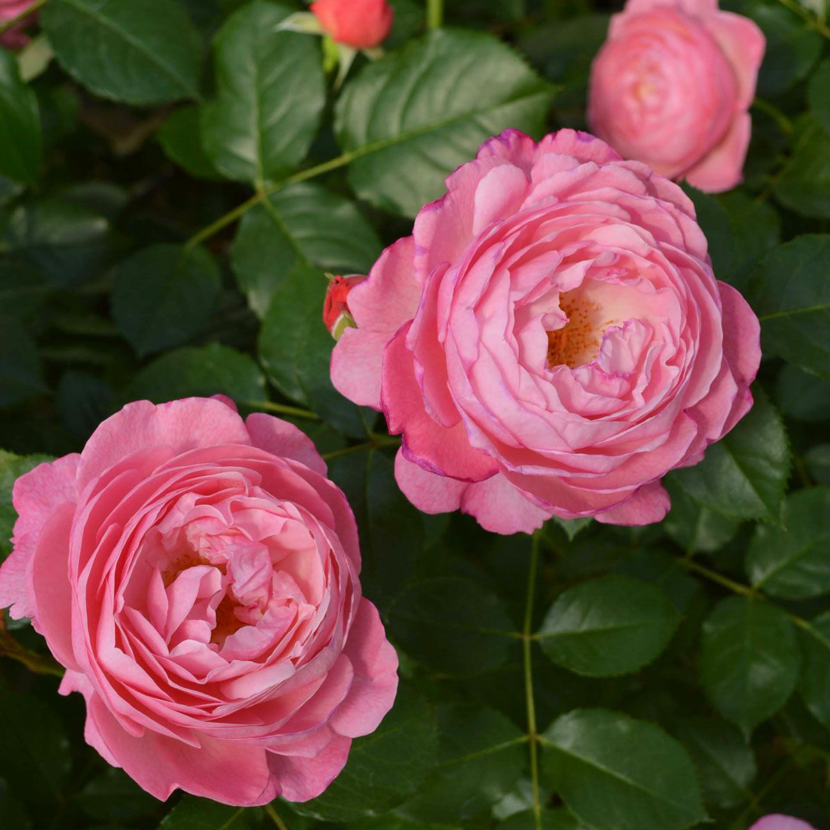 予約苗 バラ苗 【ケルナーフローラ】 (大苗) つるバラ 四季咲き 大輪