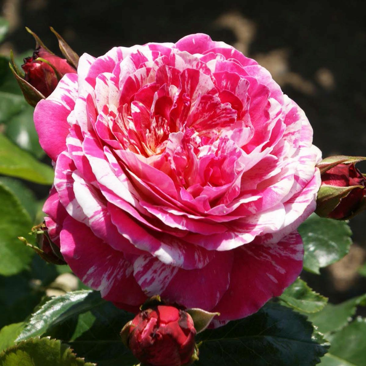 複色系のバラ | THE ROSE SHOP｜バラ専門店 ザローズショップ 本店