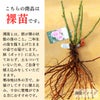 バラ苗ザミルオンザフロス
