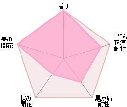 バラ苗ガートルードジェキル