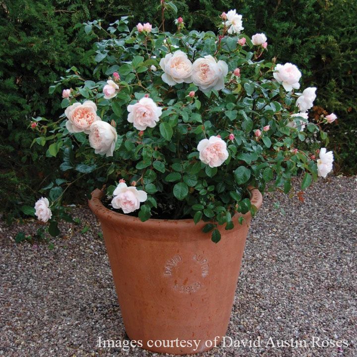 バラ苗ザジェネラスガーデナー