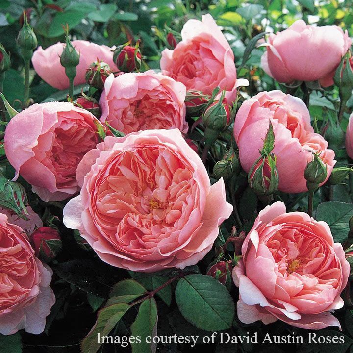 バラ苗 【ジアレンウィックローズ】 (大苗) シュラブ 半つる性