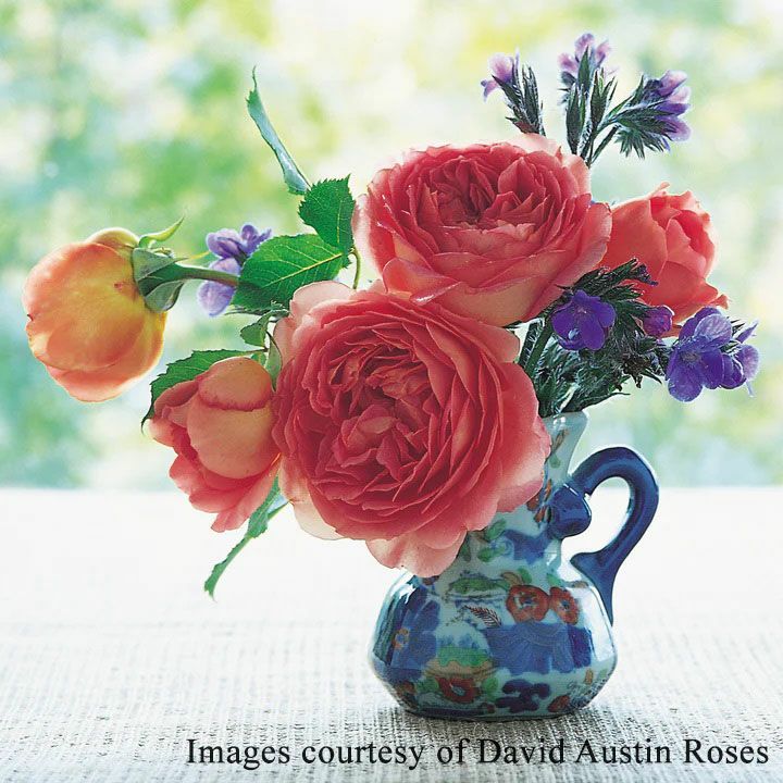 バラ苗ジュビリーセレブレーション