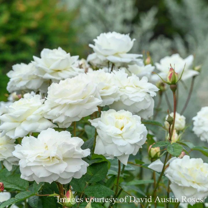 バラ苗 【スーザンウィリアムズエリス】 (大苗) シュラブ 半つる性