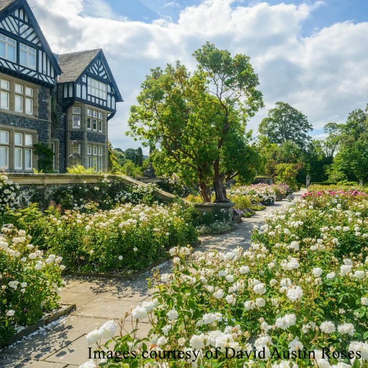 バラ苗スーザンウィリアムズエリス