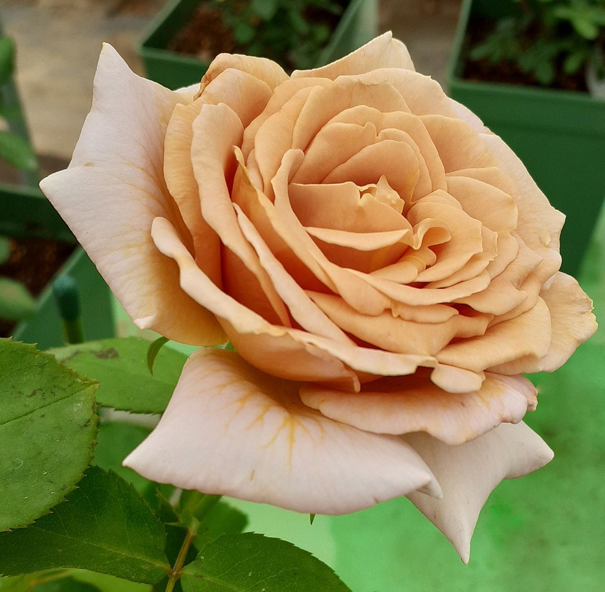 バラ苗ハニーディジョン