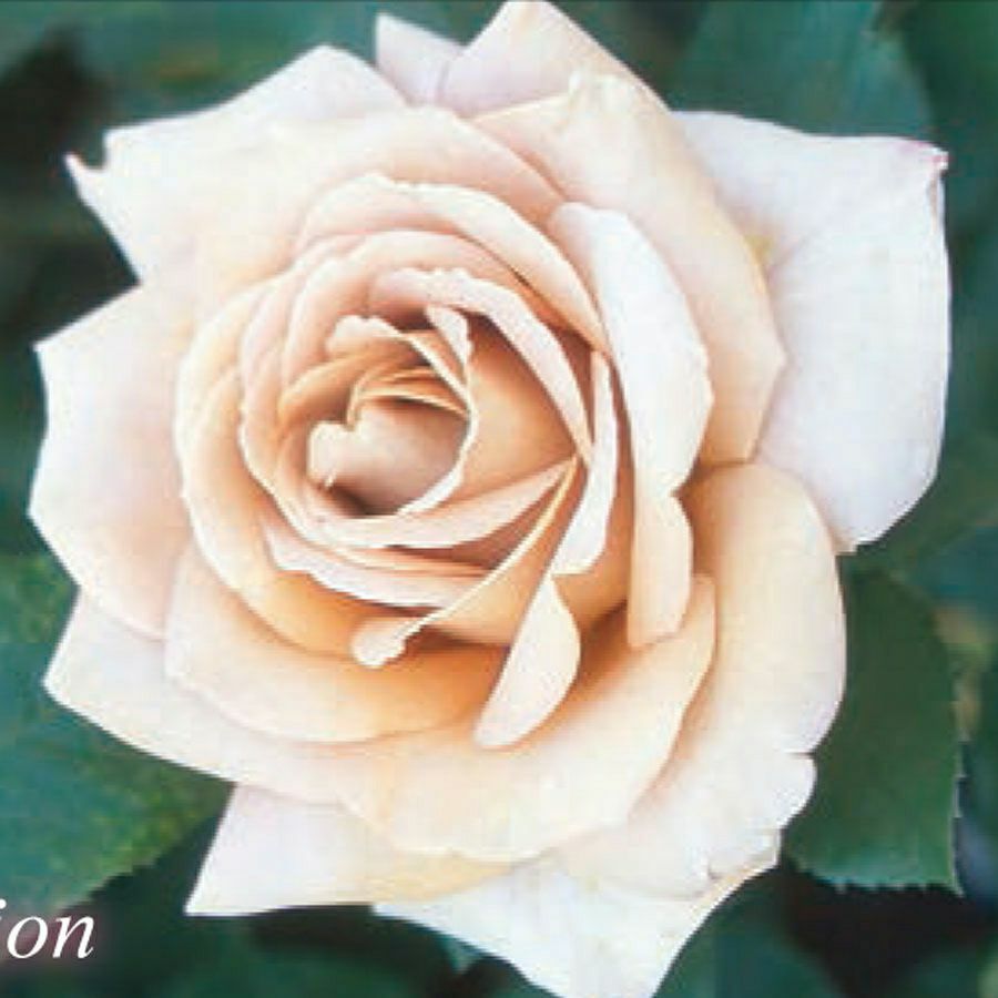 バラ苗ハニーディジョン