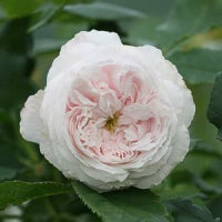 バラ苗マダムアルフレッドドゥルージュモン