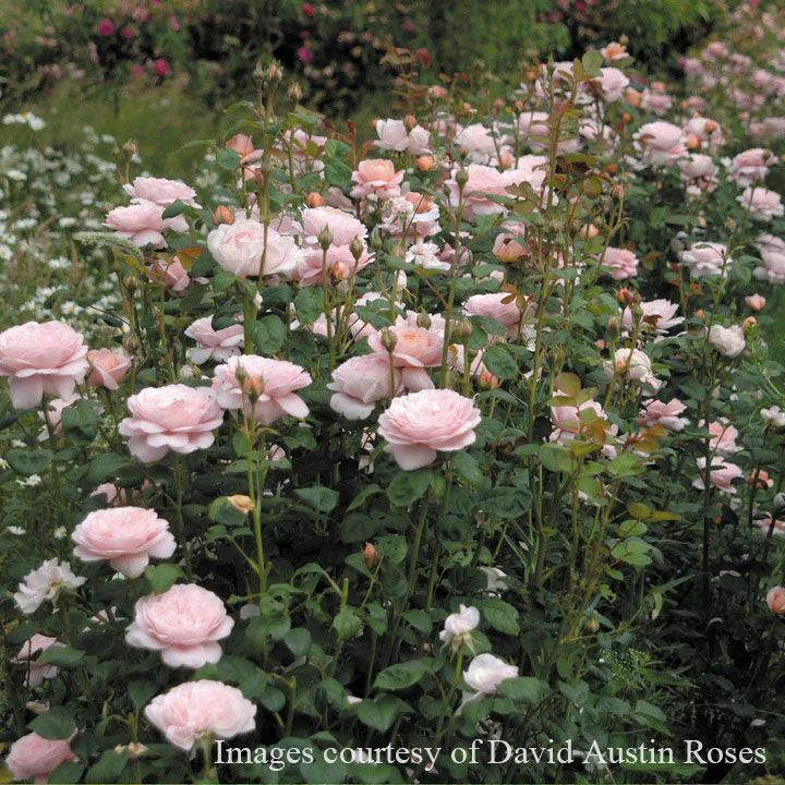 バラ苗クイーンオブスウェーデン