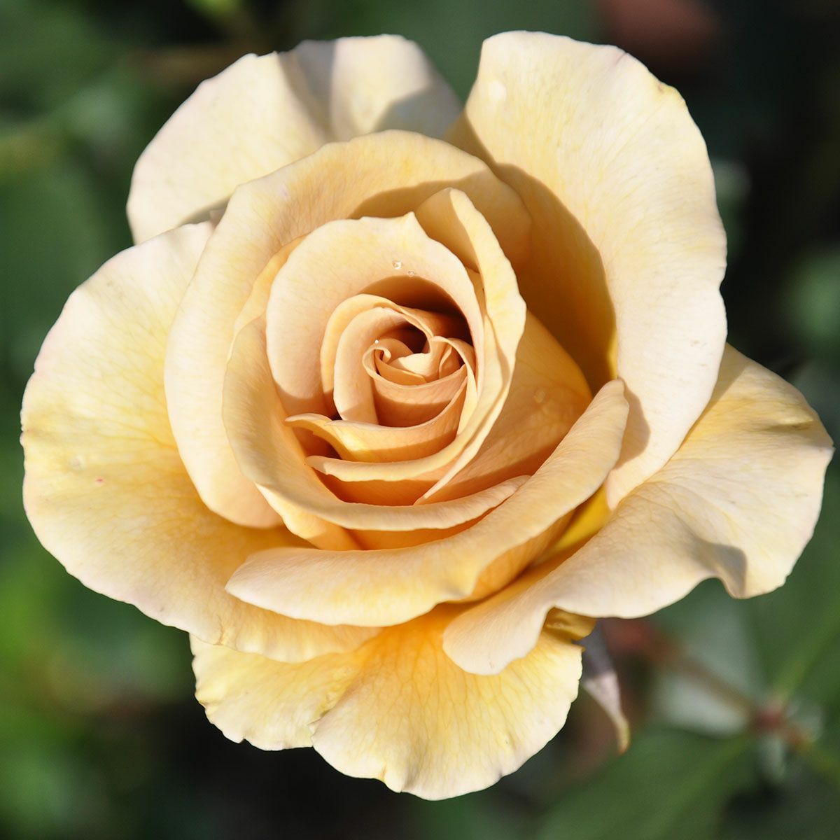 予約苗 バラ苗 【エバンタイユドール】 (新苗) ハイブリッドティー