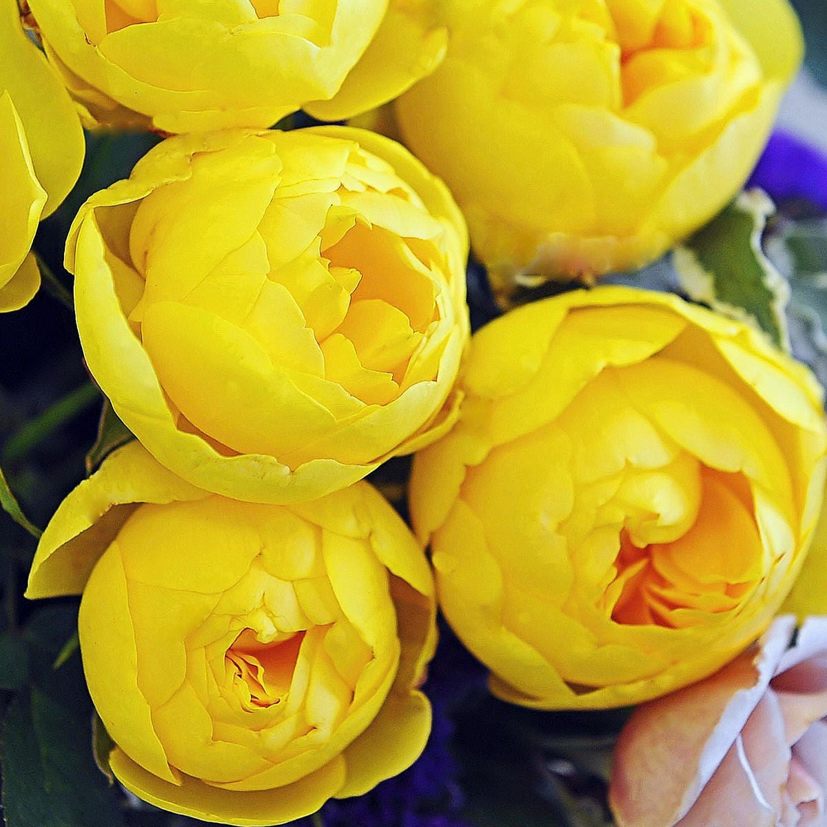 予約苗 バラ苗 【ルミエール】 (新苗) フロリバンダ 四季咲き 中輪