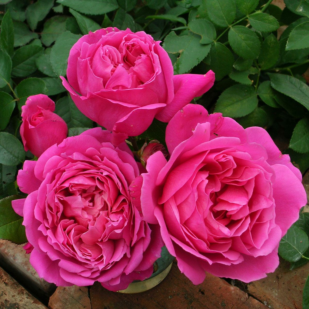 予約苗 バラ苗 【サンテグジュペリ】 (新苗) ハイブリッドティー