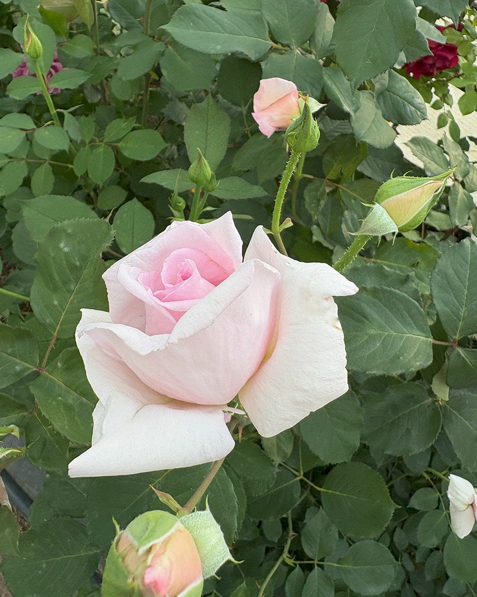 バラ苗フレグラントヒル