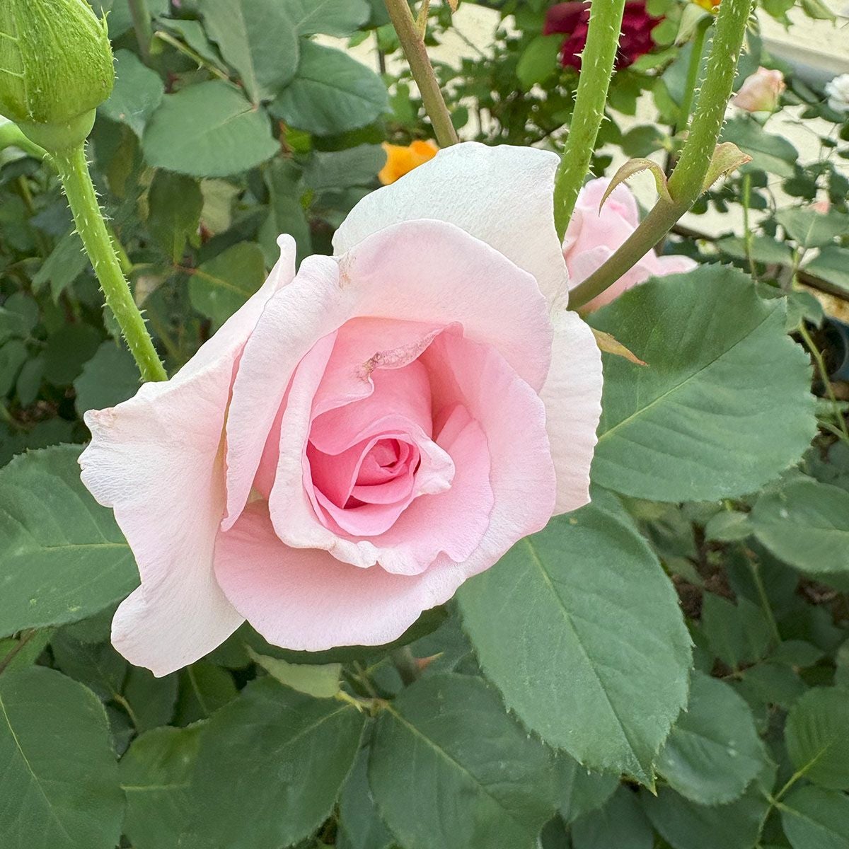 バラ苗フレグラントヒル