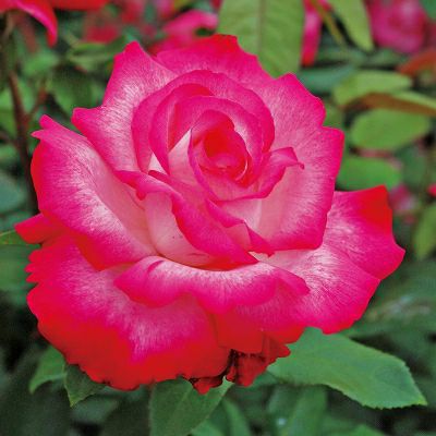 予約苗 バラ苗 【聖火 (せいか)】 (新苗) ハイブリッドティー 四季咲き