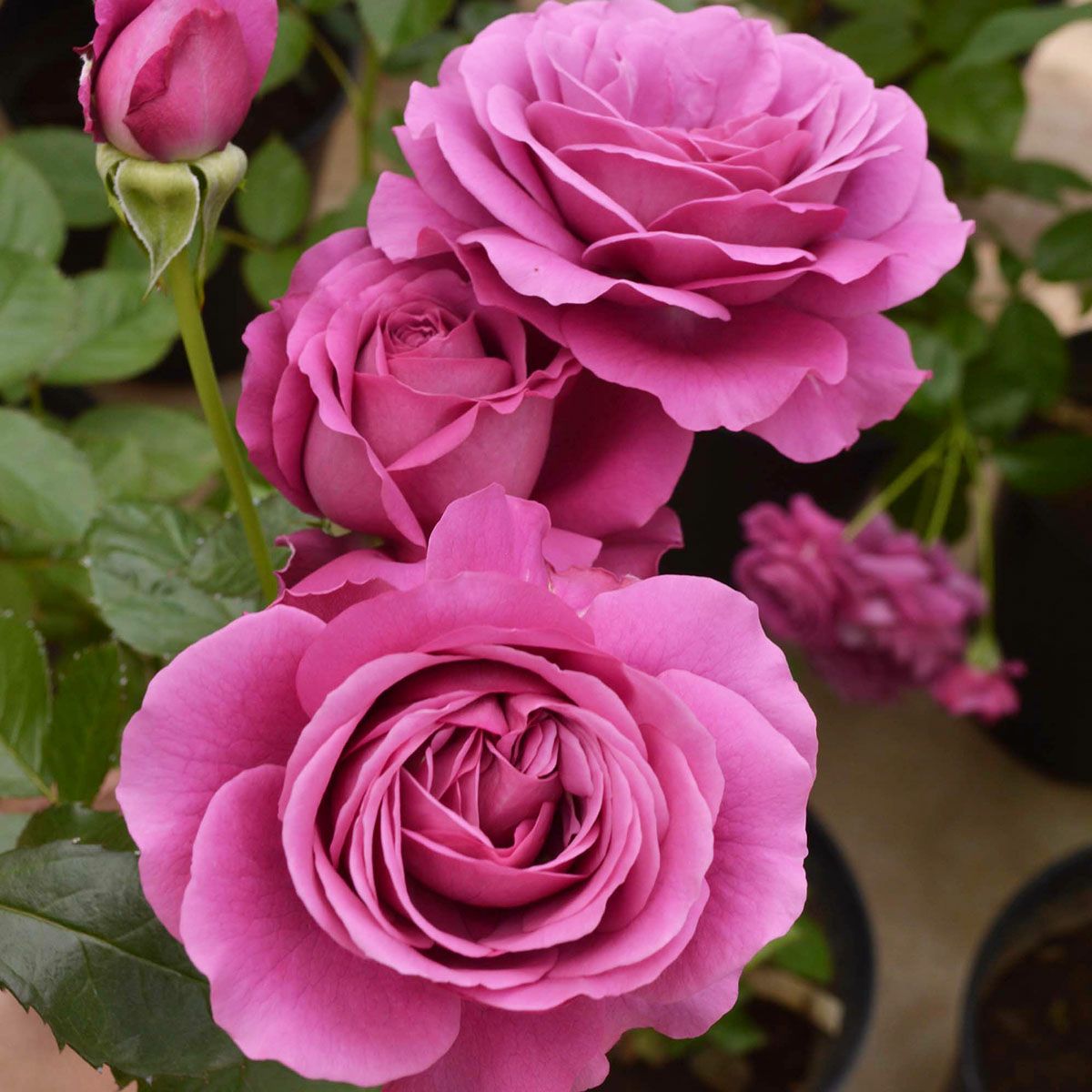 予約苗 バラ苗 【プラムパーフェクト】 (新苗) フロリバンダ 四季咲き