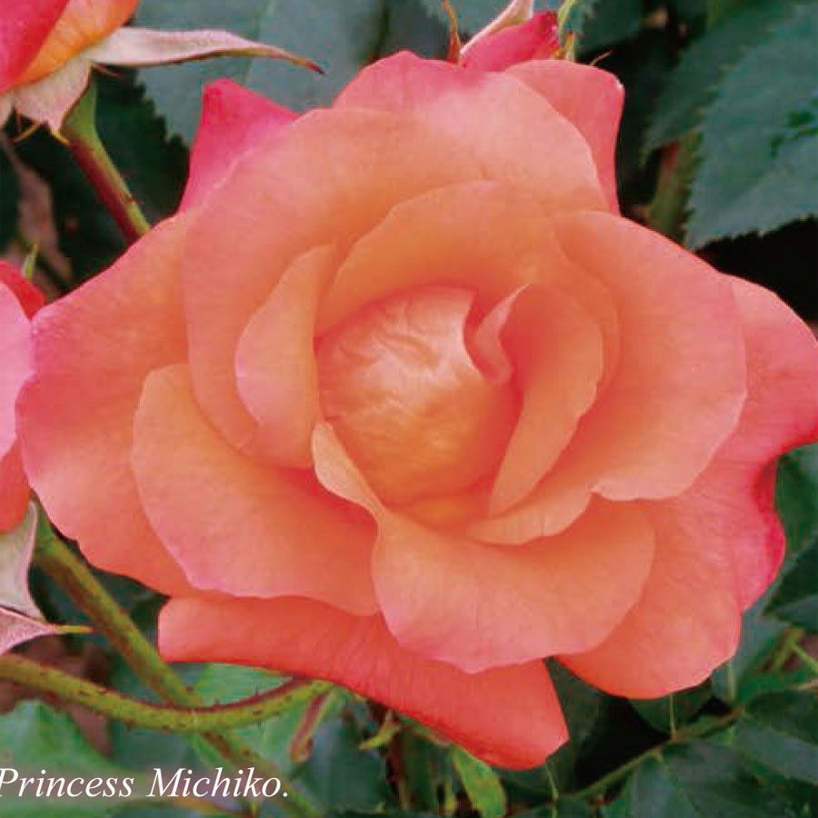 予約苗 バラ苗 【プリンセスミチコ】 (新苗) フロリバンダ 四季咲き 中