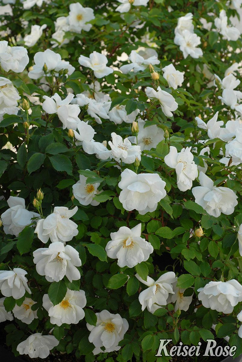 バラ苗ホワイトノックアウト