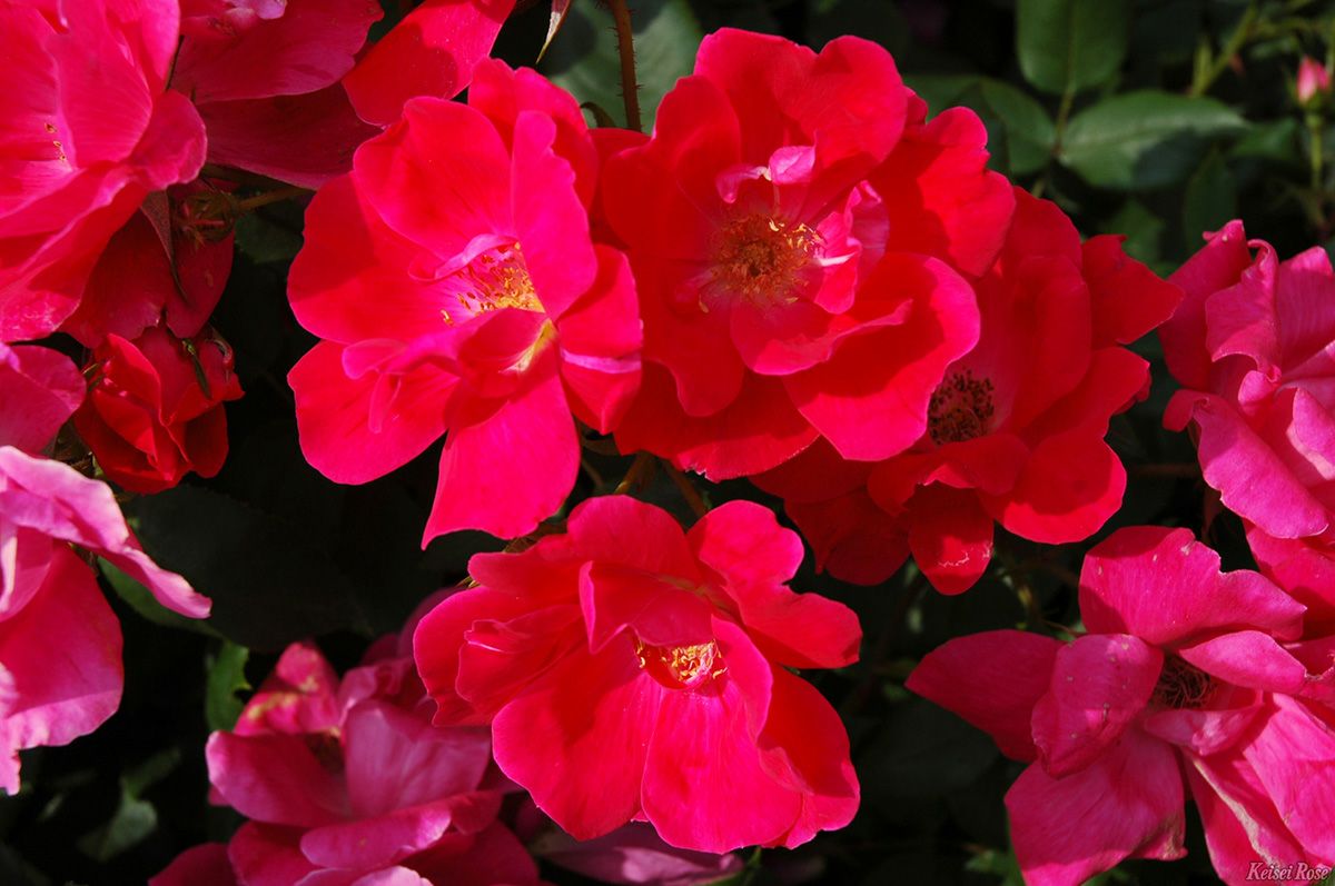 バラ苗ノックアウト