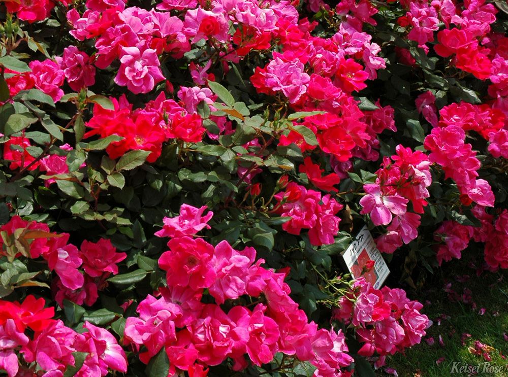 バラ苗ノックアウト