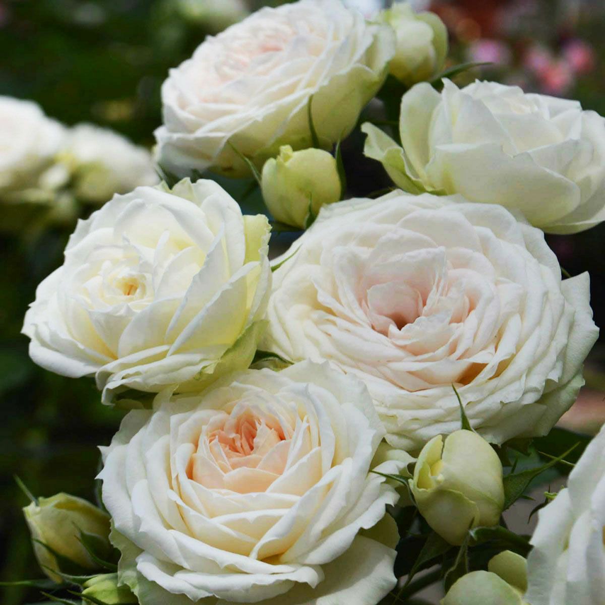 複色系のバラ | THE ROSE SHOP｜バラ専門店 ザローズショップ 本店