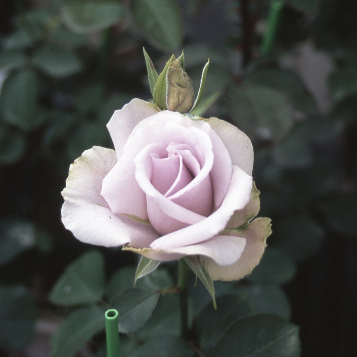 予約苗 バラ苗 【青の軌跡 (あおのきせき)】 (新苗) ハイブリット