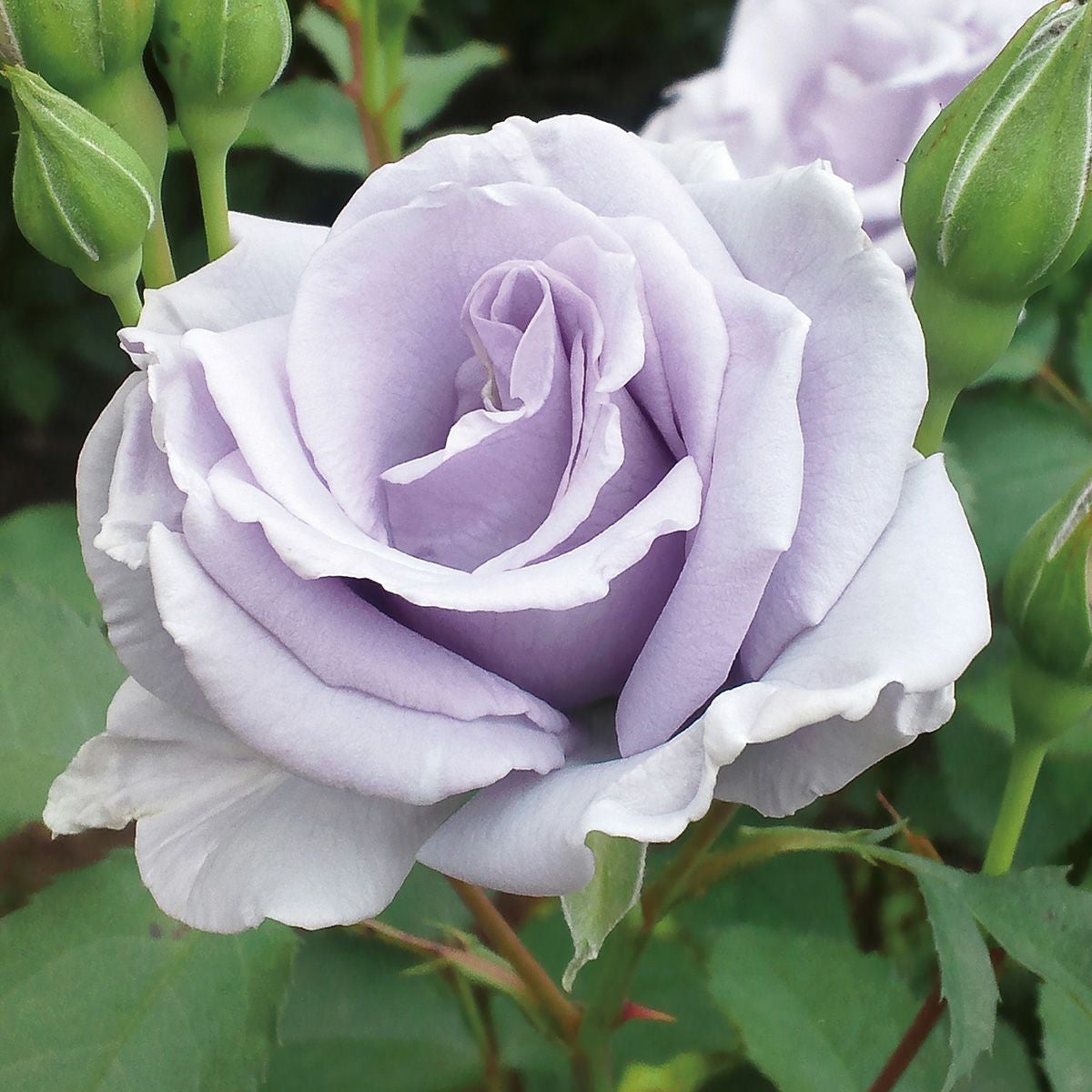 禅ローズ | THE ROSE SHOP｜バラ専門店 ザローズショップ 本店 - バラ