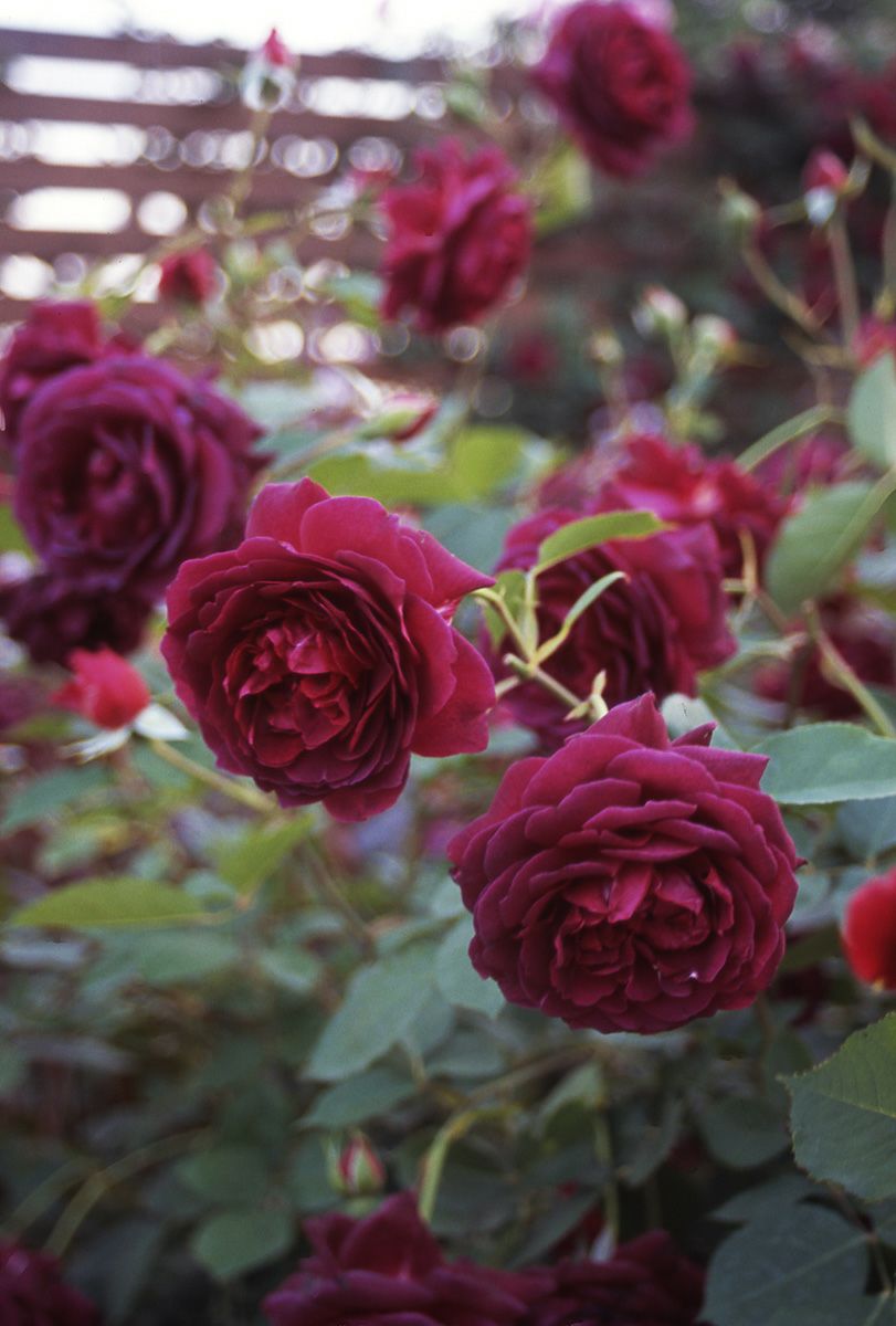 バラ苗真夜(まよ)