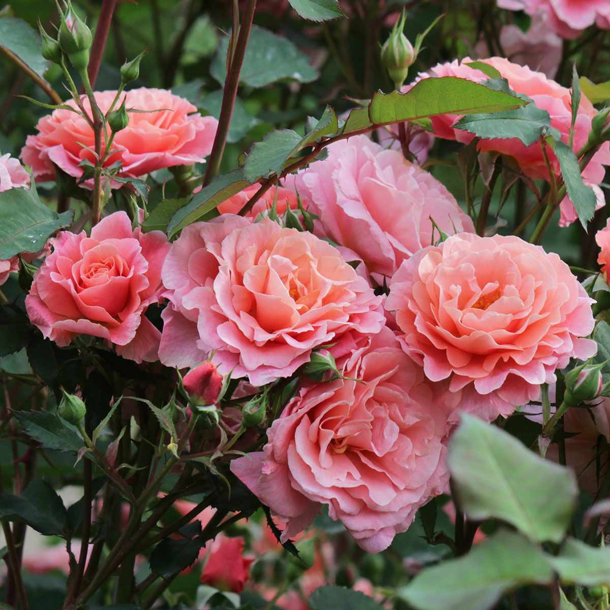 予約苗 バラ苗 【サンセットグロウ】 (新苗) つるバラ 返り咲き 中輪