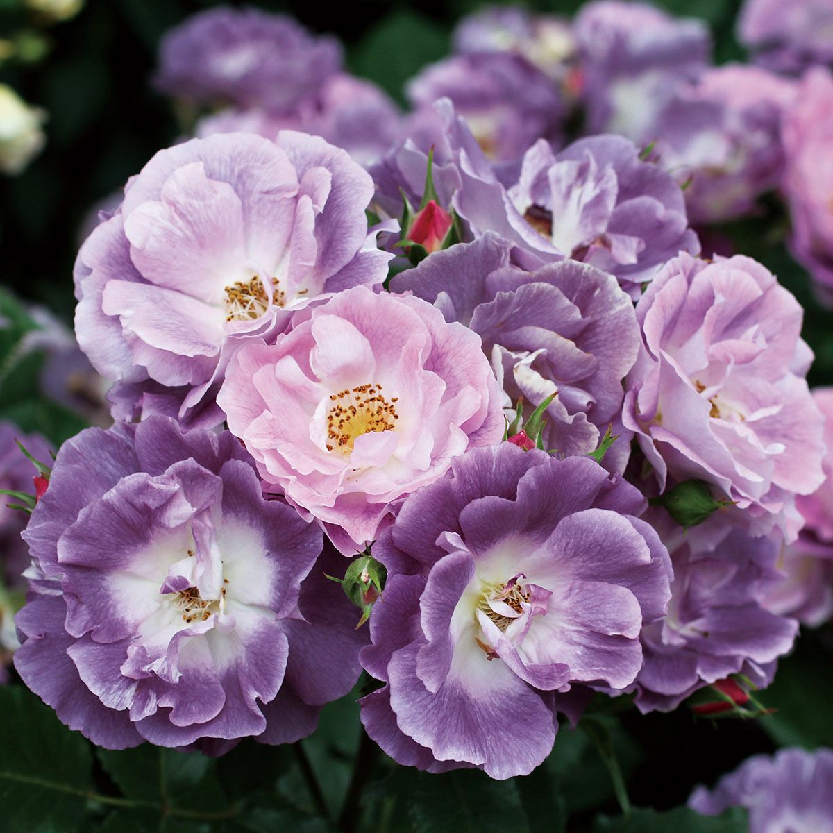 予約苗 バラ苗 【ブルーフォーユー】 (新苗) フロリバンダ 四季咲き 中