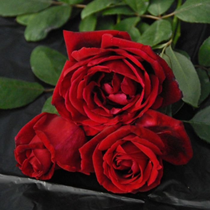 000000011264-01.jpg?size=l&w=