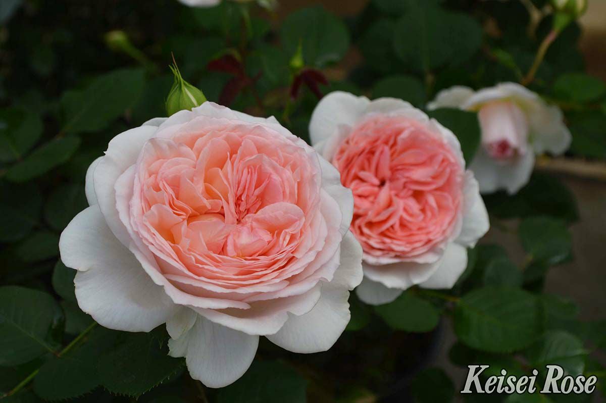 バラ苗メルヘンツァウバー