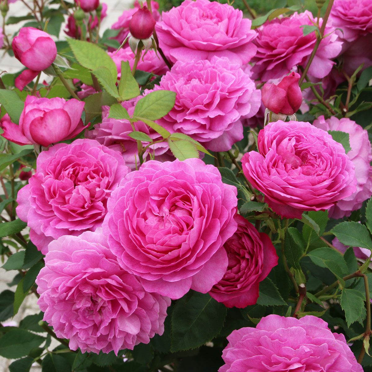 切り花　バラ苗　6号鉢 新苗植替角鉢6号（F&G) | THE ROSE SHOP｜バラ専門店 ザローズショップ