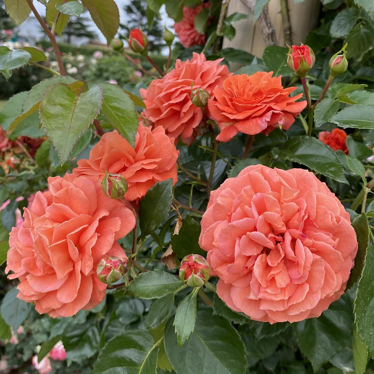 つるバラ クライミングローズ (CL) | THE ROSE SHOP｜バラ専門店 ザ