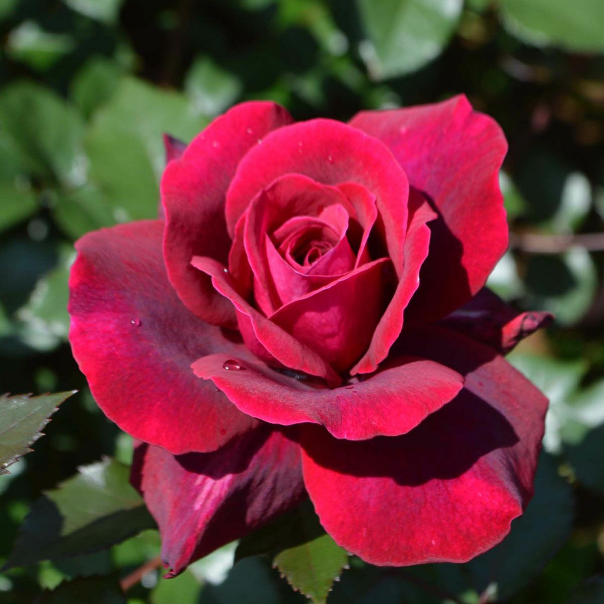 バラ苗 【ジプシーソウル】 (大苗) ハイブリッドティー 四季咲き 大輪