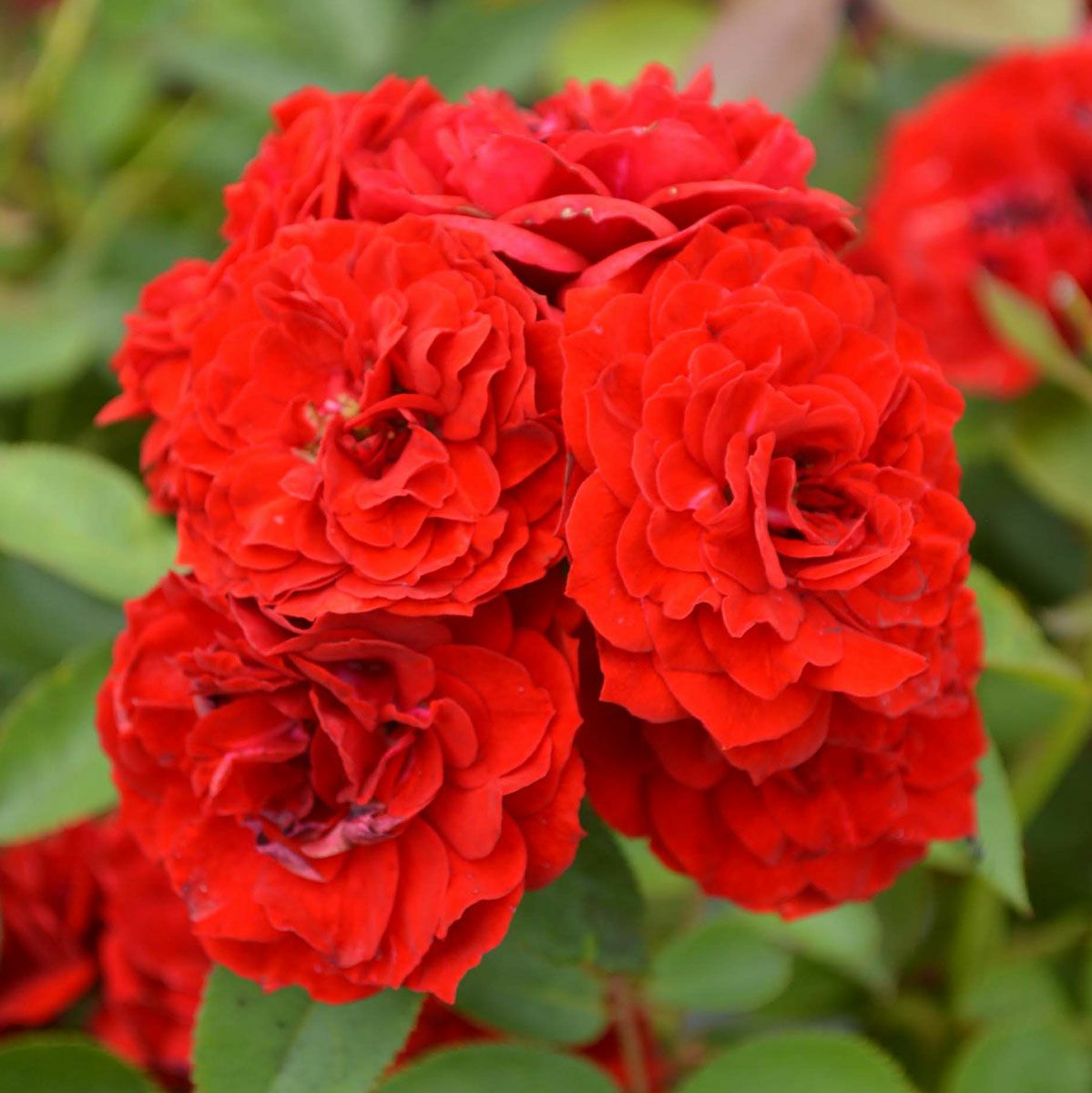 バラ苗 【ルビーフラワーカーニバル】 (大苗) フロリバンダ 四季咲き