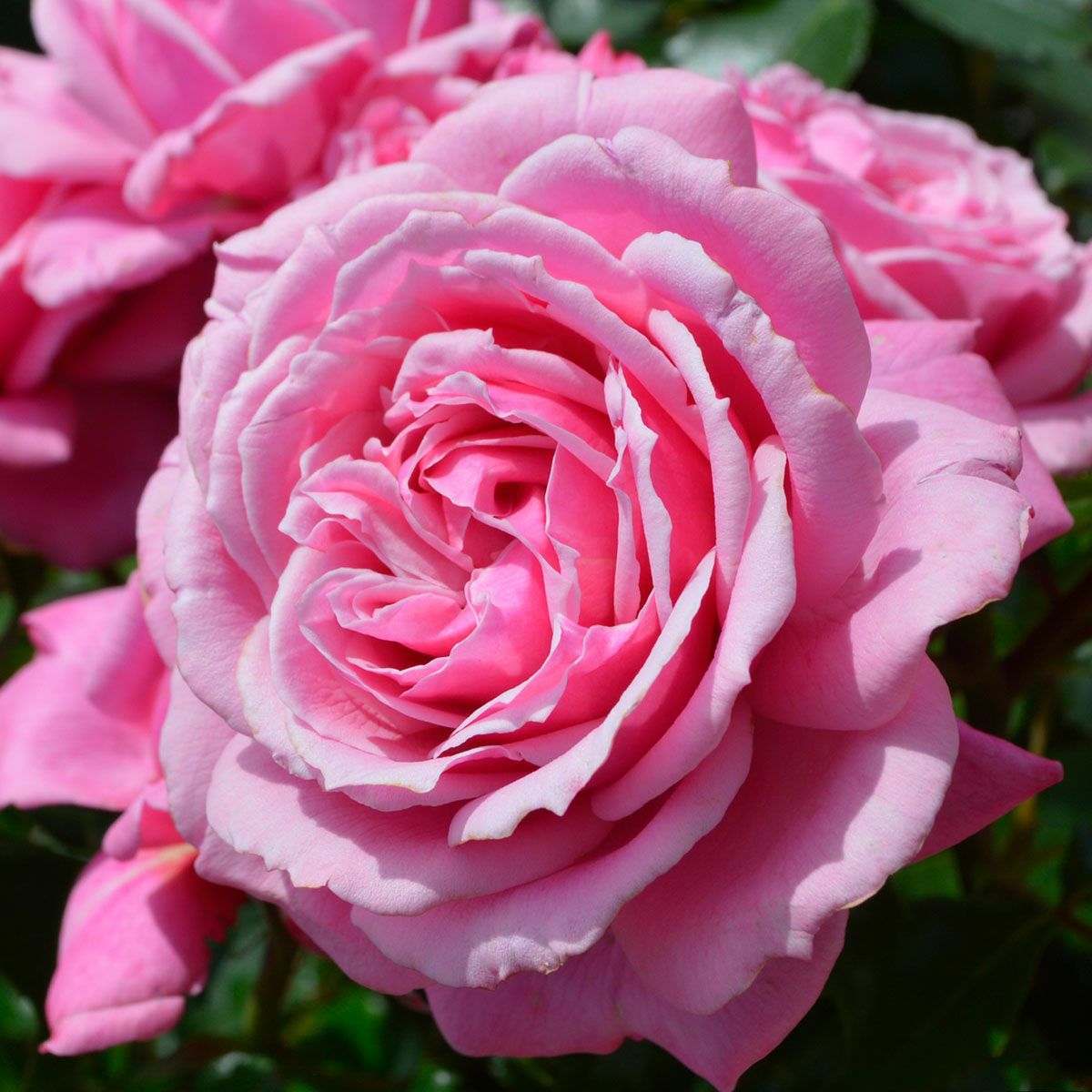 バラ苗 【フューチャーパフューム】 (大苗) ハイブリッドティー