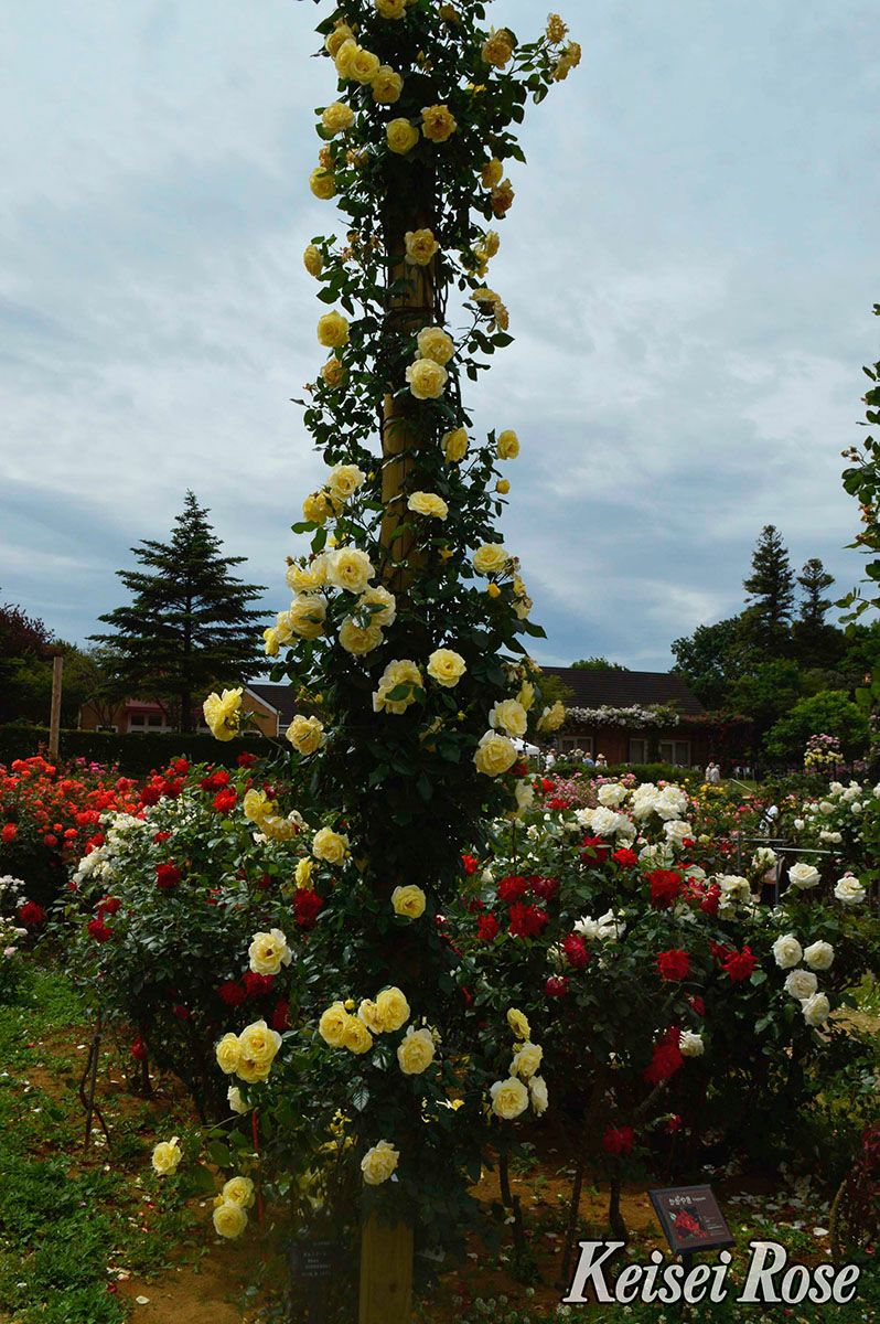 バラ苗イルミナーレ