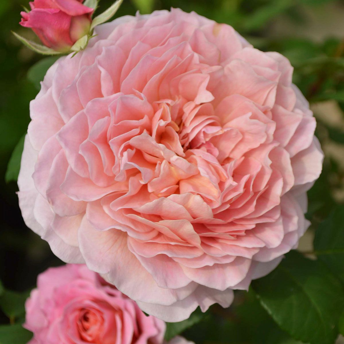 予約苗 バラ苗 【アイスフォーゲル】 (大苗裸苗) つるバラ 返り咲き