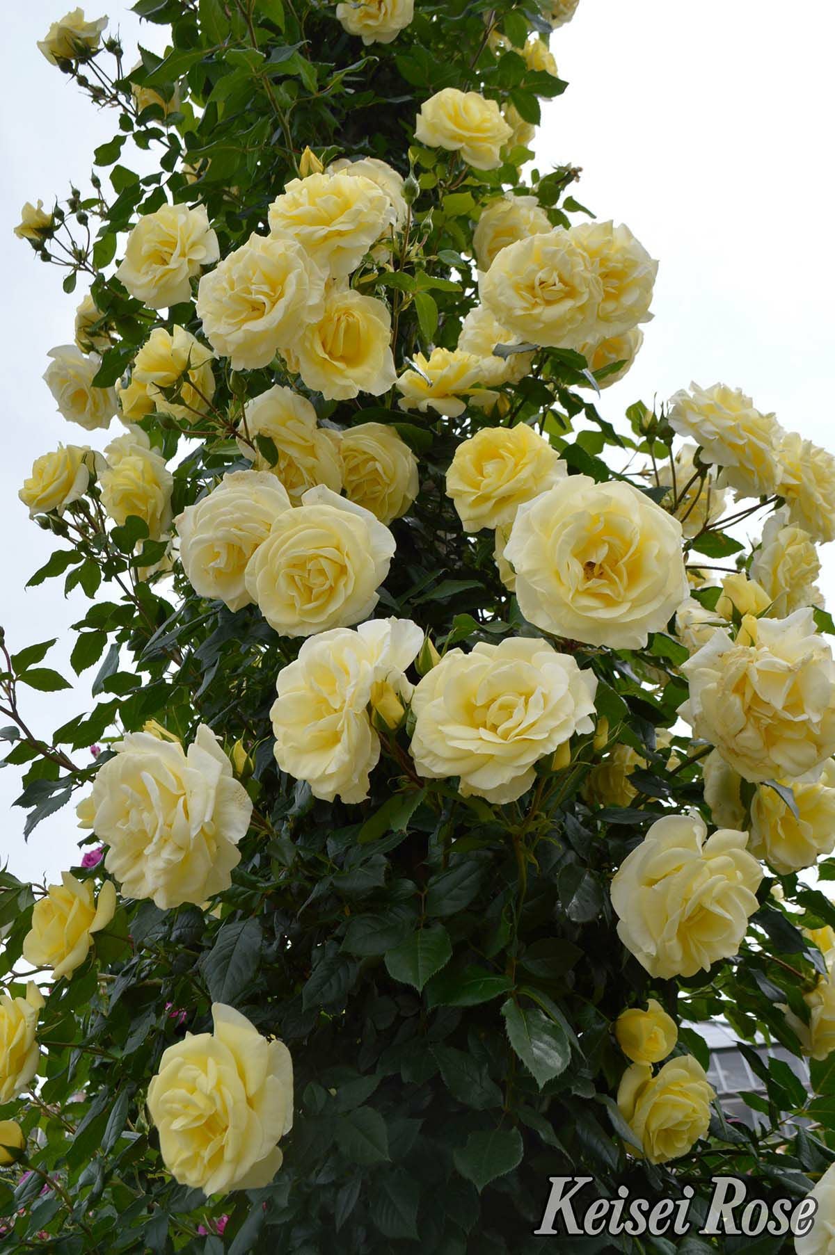 バラ苗イルミナーレ