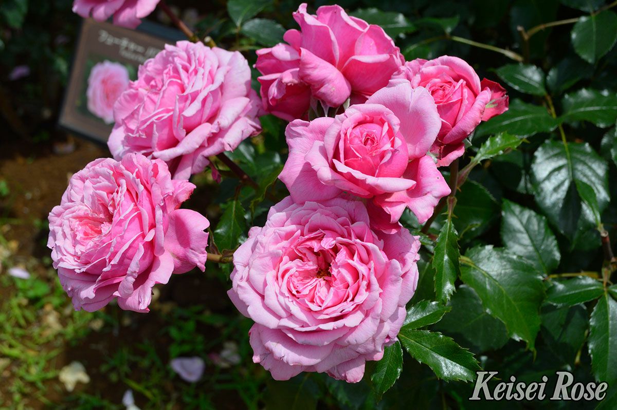 バラ苗フューチャーパフューム