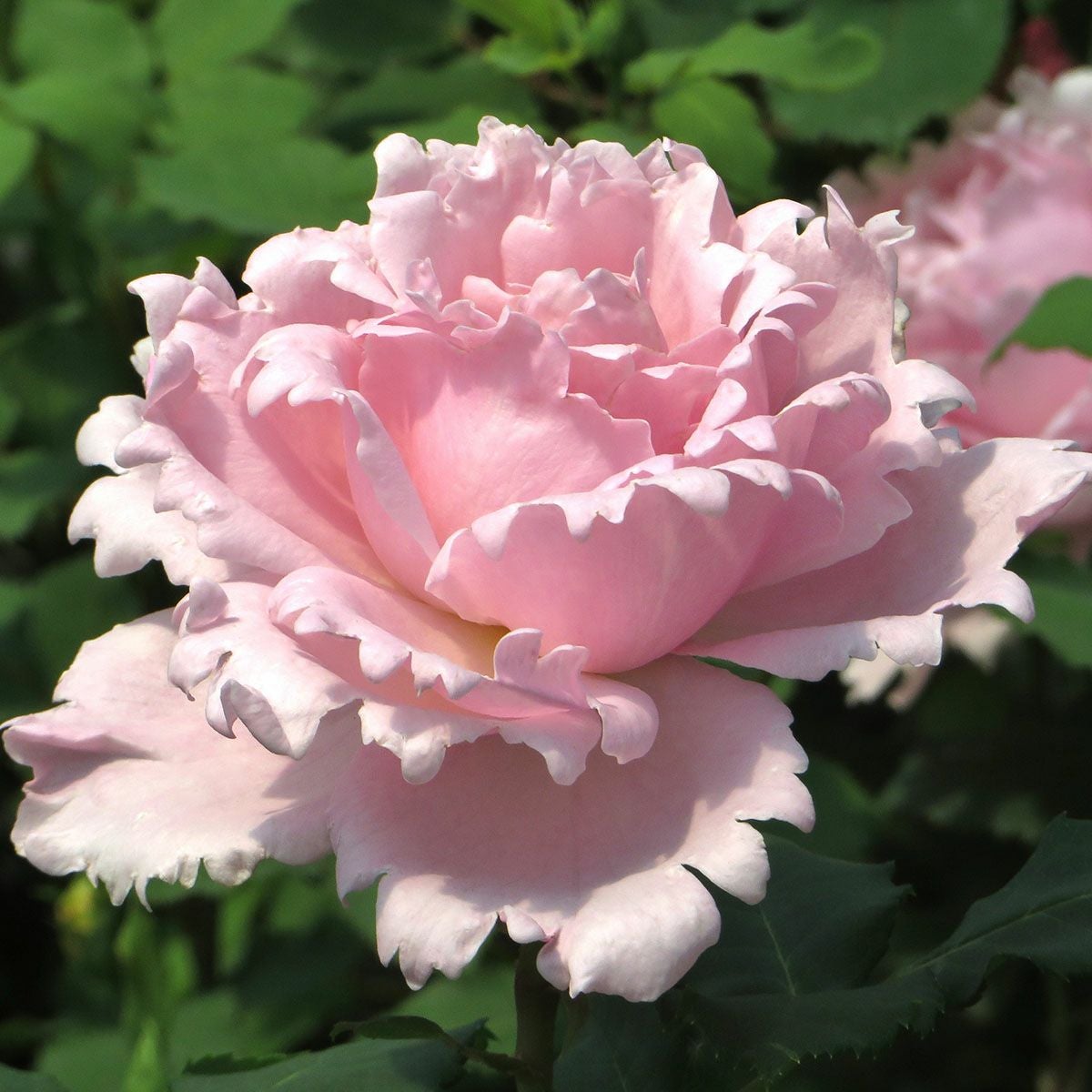 バラ苗 【ソフィーロシャス】 (大苗) シュラブ 半つる性 四季咲き 大輪