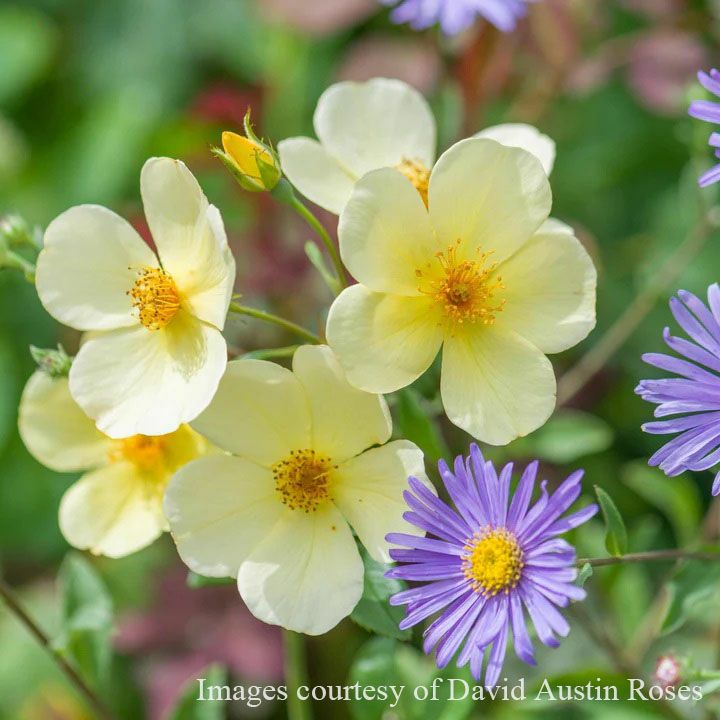 バラ苗 【トッタリングバイジェントリー】 (大苗) シュラブ 半つる性