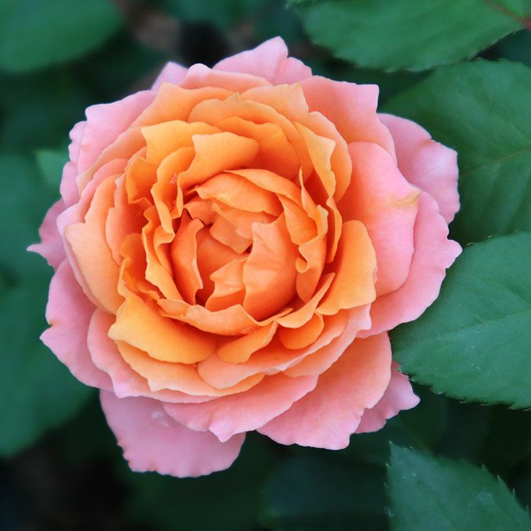 バラ苗モルゲンロート