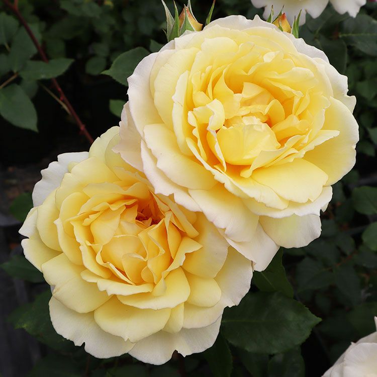 バラ苗 【令和 (れいわ)】 (大苗) ハイブリッドティー 四季咲き 大輪