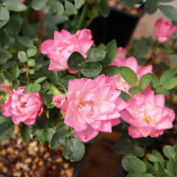 バラ苗ローズワルツ