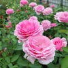 バラ苗ロゼパルファム