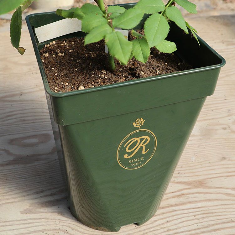 THE ROSE SHOP オリジナル7号角鉢